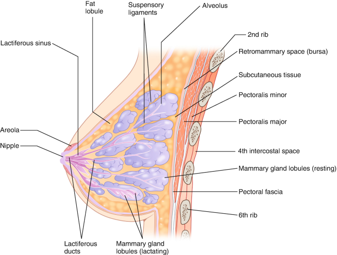 mammoplasty